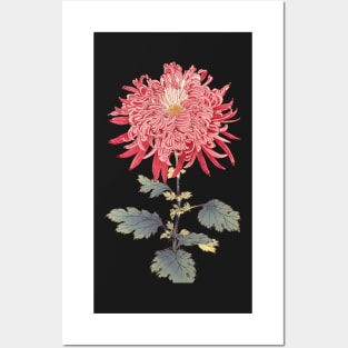 Pink Chrysanthemum 3 - Hasegawa - Traditional Japanese style - Botanical Illustration Posters and Art